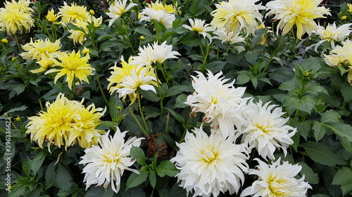 Close up of white and yellow dahlias