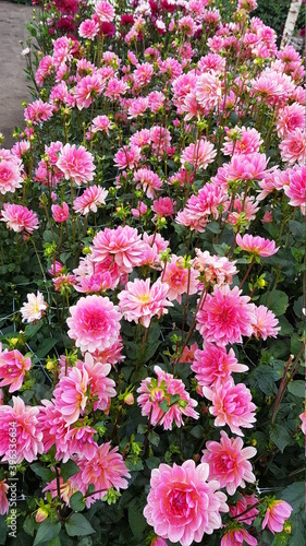 Field of pink dahlia flowers