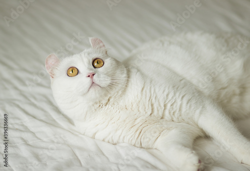 The white cat with yellow round eyes lies and looks up. Image with selective focus and toning. Image with noise effects. Focus on the eyes.   © Алена Соколовская