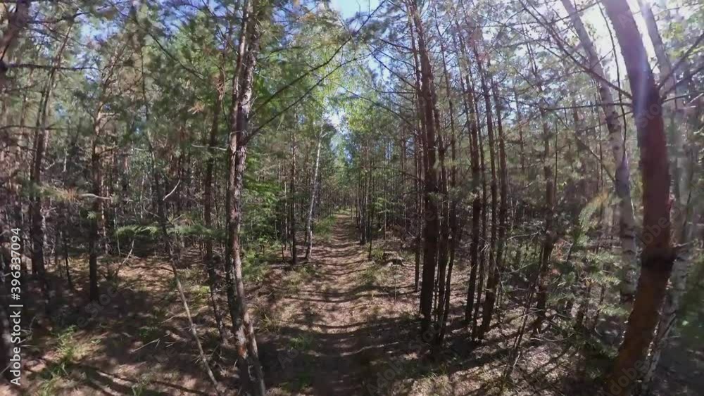 Summer forest in sunny weather.
Smooth camera movement along a narrow path among young pine trees. Summer forest in sunny weather.
Smooth camera movement along a narrow path among young pine trees.