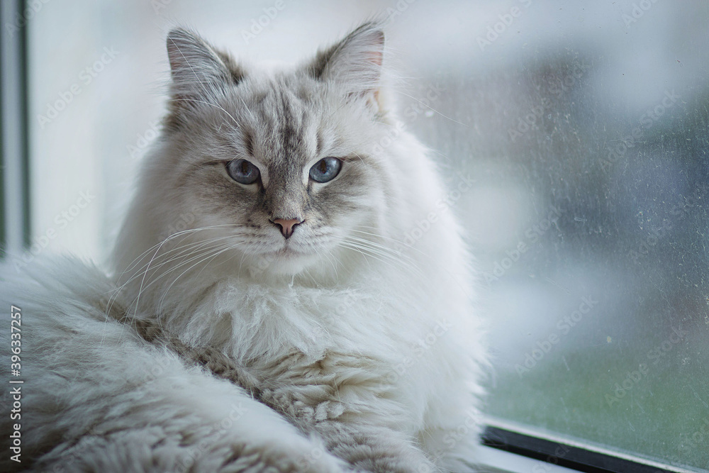 Siberian cat with blue eyes is lying on the windowsill. Image with selective focus and toning. Image with noise effects. Focus on the eyes.