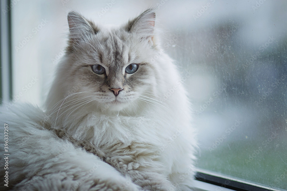 Siberian cat with blue eyes is lying on the windowsill. Image with selective focus and toning. Image with noise effects. Focus on the eyes. Siberian cat with blue eyes is lying on the windowsill. Image with selective focus and toning. Image with noise effects. Focus on the eyes.