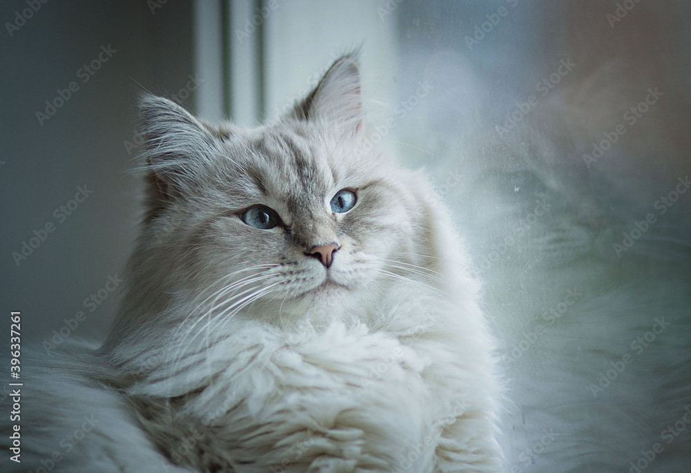 Siberian cat with blue eyes is lying on the windowsill. Image with selective focus and toning. Image with noise effects. Focus on the eyes.