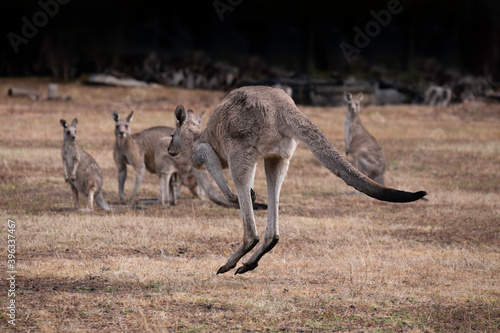 Afew kangaroos watch another kangaroo leaping towards them in Victoria, Australia