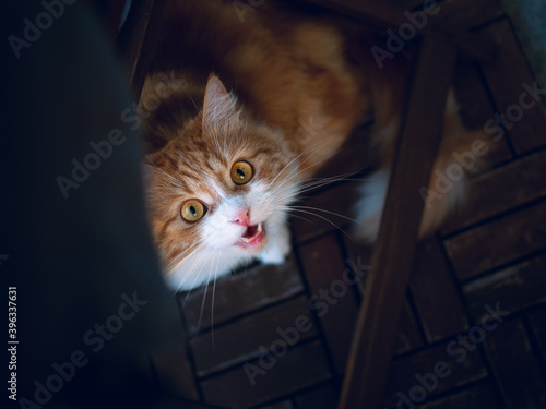 Surprised ginger pussycat looking up at camera with big round eyes and an open mouth.