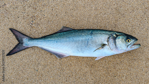 Bluefish (Pomatomus saltatrix)

A 7 pound bluefish caught surfcasting along the shores of Martha's Vineyard during the fall run.