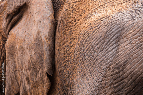 Close-up of the skin of an African Elephant (Loxodonta africana)