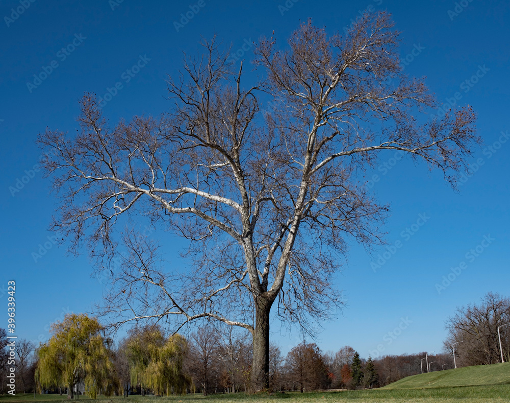 Large Bare Sycamore Tree in Early Winter Large Bare Sycamore Tree in Early Winter