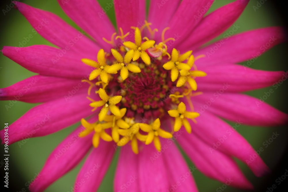 Close-up photo of colorful zinnia flower in the garden. Close-up photo of colorful zinnia flower in the garden.