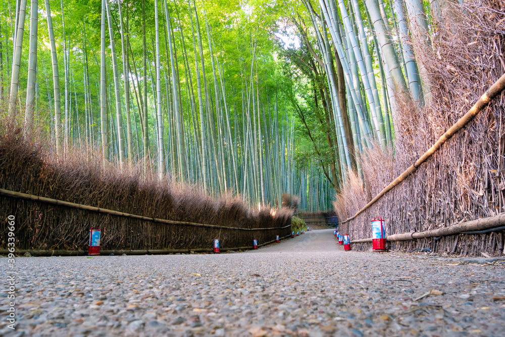 Φωτογραφία Beautiful nature bamboo groves in autumn season at Arashiyama in Kyoto, Japan