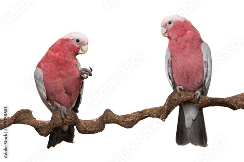Two pink galah cockatoo birds, sitting on a branch isolated on a white background photo