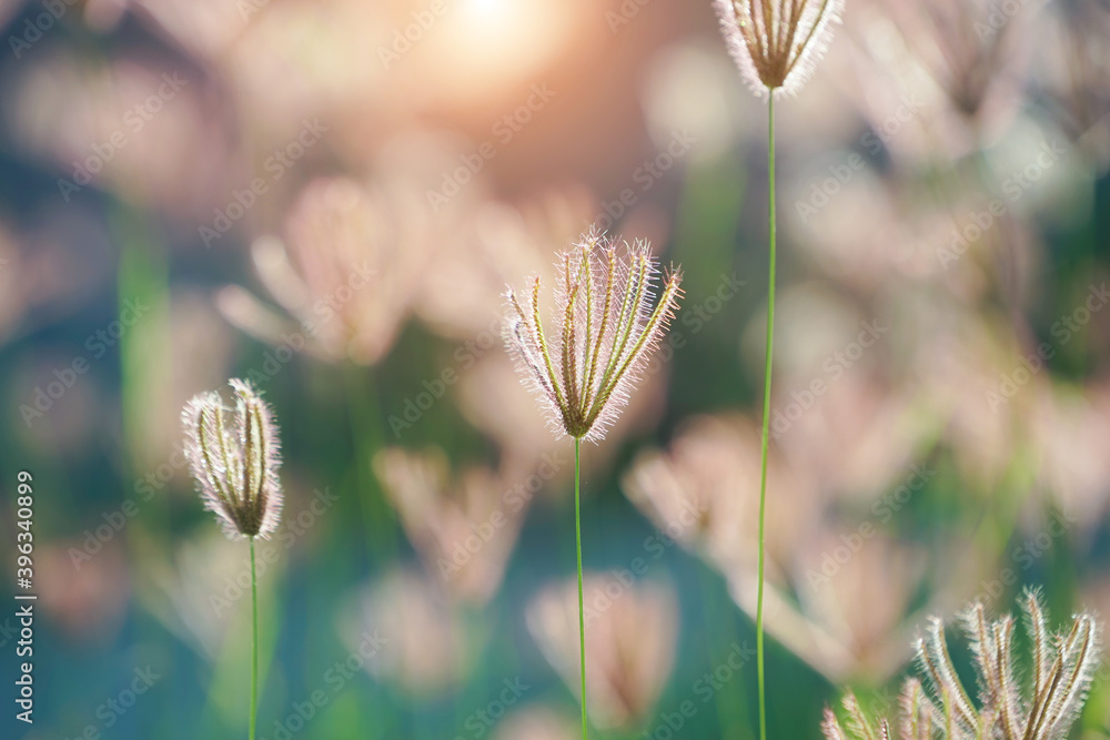 Close up of grass flowers on lawn in the evening and sunshine pattern for concept design. Grass flowers in the evening on field or lawn texture and background, vintage.