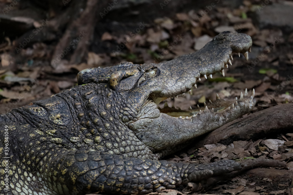 Fototapeta premium Close up crocodile is sleep and rest in garden