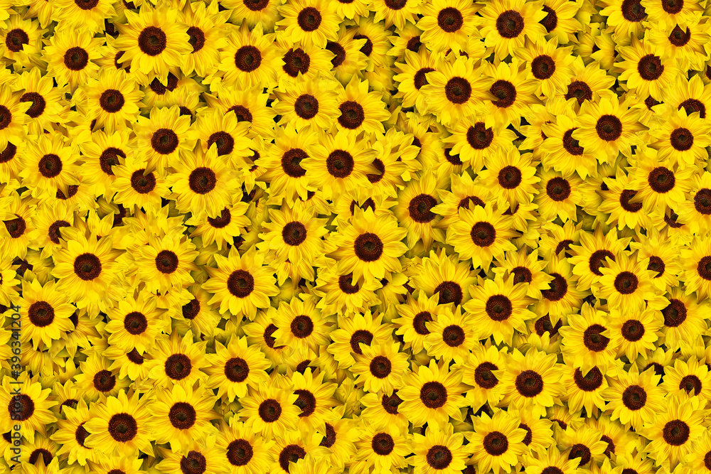 Floral background of a mass of bright yellow sunflowers Floral background of a mass of bright yellow sunflowers