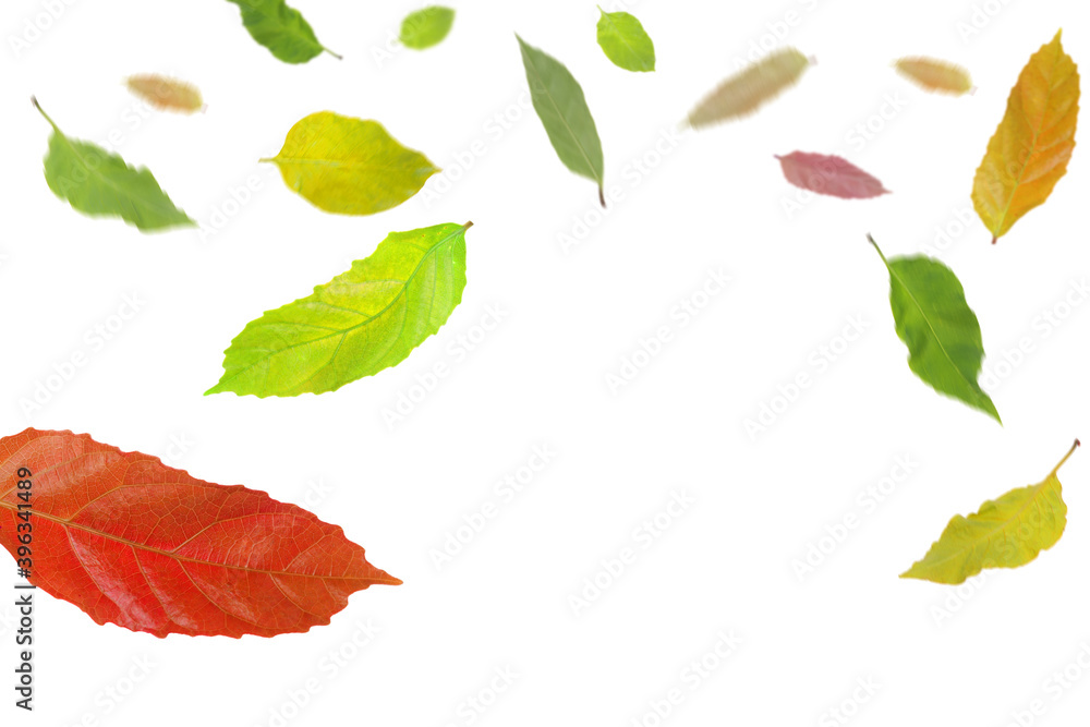 Obraz premium Autumn leaves falling down, isolated on white
