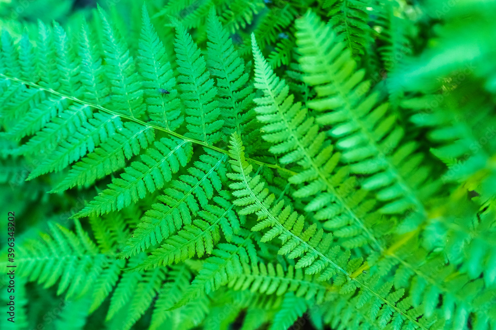 Beautiful green fern on a summer day. Textured background. 