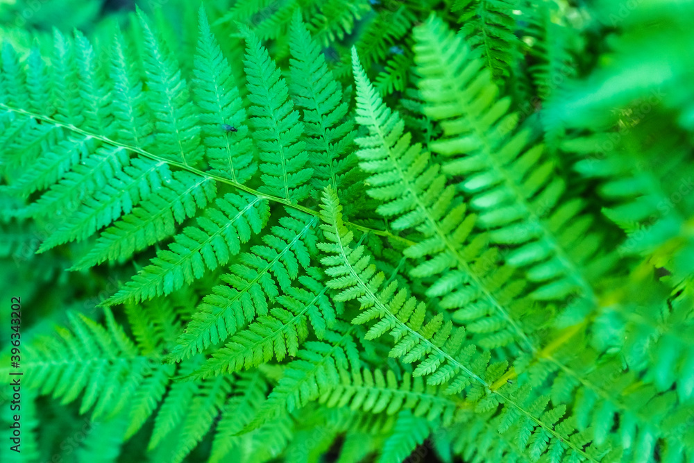 Beautiful green fern on a summer day. Textured background. Beautiful green fern on a summer day. Textured background.