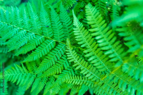 Beautiful green fern on a summer day. Textured background. 