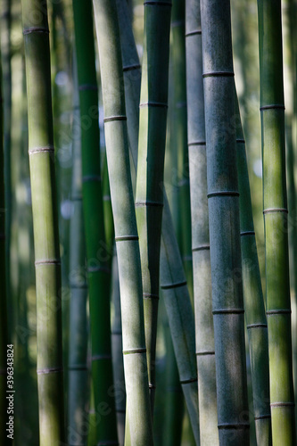 Fototapeta Naklejka Na Ścianę i Meble -  Japanese Culture Concepts