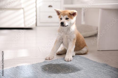 Adorable akita inu puppy near puddle on rug at home © New Africa