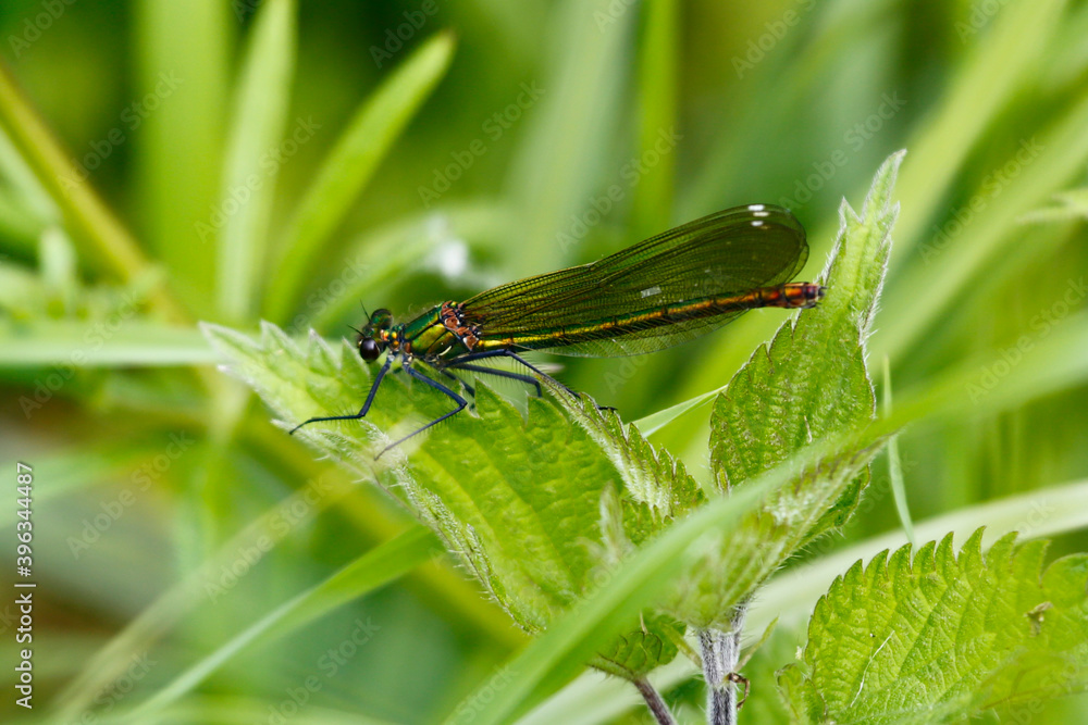 Beautiful demoiselle (female), taken in Bosnia and Herzegovina. Beautiful demoiselle (female), taken in Bosnia and Herzegovina.