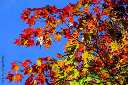 Close up autumn leaves of red  orange  brown and yellow.  Japanese Maple tree colors of fall.