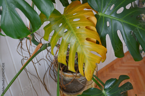Monstera plant with yellowing leaf. Yellow leaf on monstera green home plant. Overwatering plant in winter. 