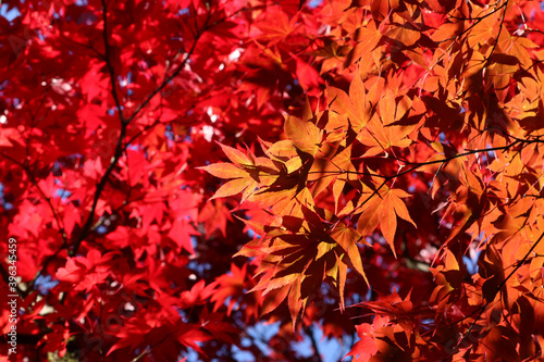 Close up autumn leaves of red  orange  brown and yellow.  Japanese Maple tree colors of fall.