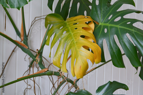 Monstera plant with yellowing leaf. Yellow leaf on monstera green home plant. Overwatering plant in winter. 