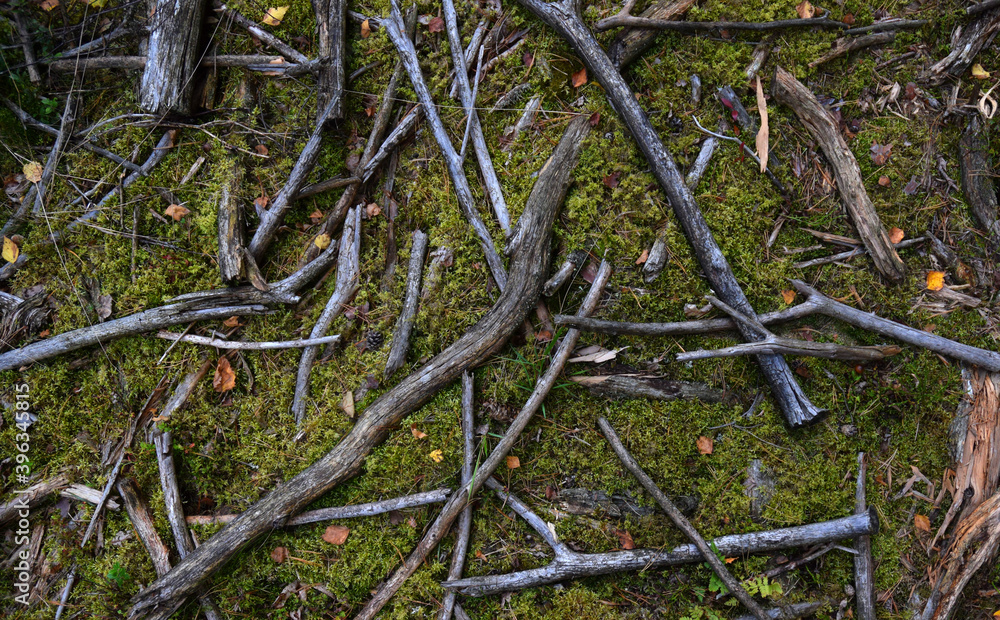 Forest ground floor with moss Forest ground floor with moss