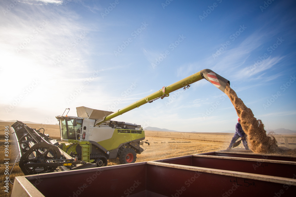Naklejka premium Wide angle view of a combine harvester harvesting wheat on a wheat field on a farm in the Swartland in the Western Cape of South Africa