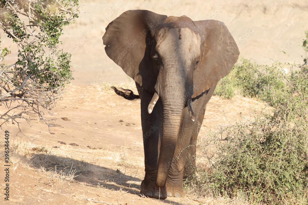 Obraz premium Afrikanischer Elefant / African elephant / Loxodonta africana