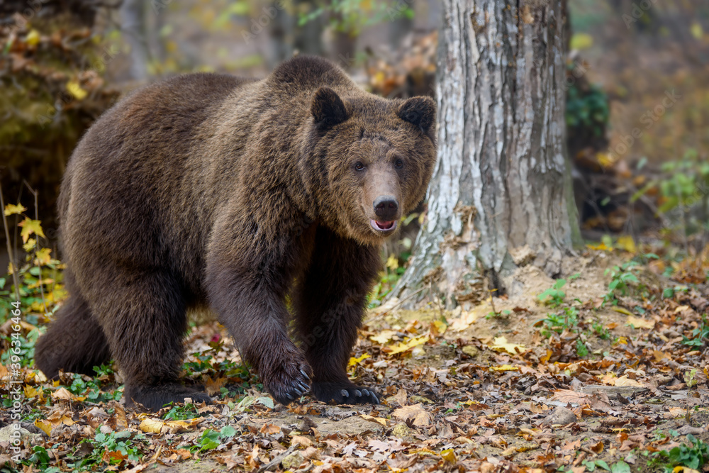 Close-up brown bear in autumn forest. Danger animal in nature habitat. Big mammal Close-up brown bear in autumn forest. Danger animal in nature habitat. Big mammal