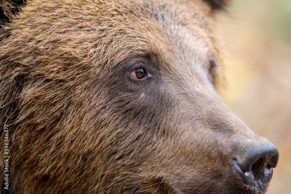 Close-up brown bear portrait. Danger animal in nature habitat. Big mammal Close-up brown bear portrait. Danger animal in nature habitat. Big mammal