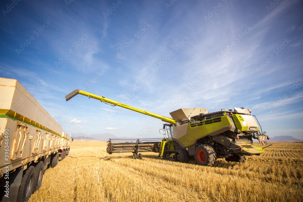 Fototapeta premium Wide angle view of a combine harvester harvesting wheat on a wheat field on a farm in the Swartland in the Western Cape of South Africa