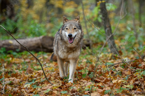 Close up wolf in autumn forest background