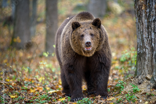 Close-up brown bear in autumn forest. Danger animal in nature habitat. Big mammal © byrdyak