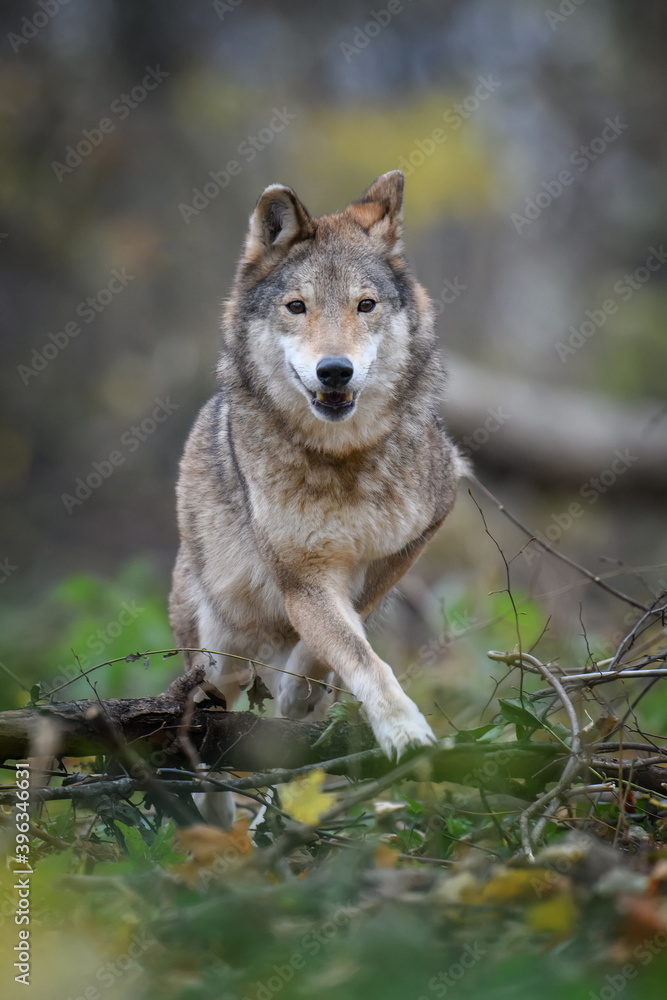 Obraz premium Close up wolf in autumn forest background