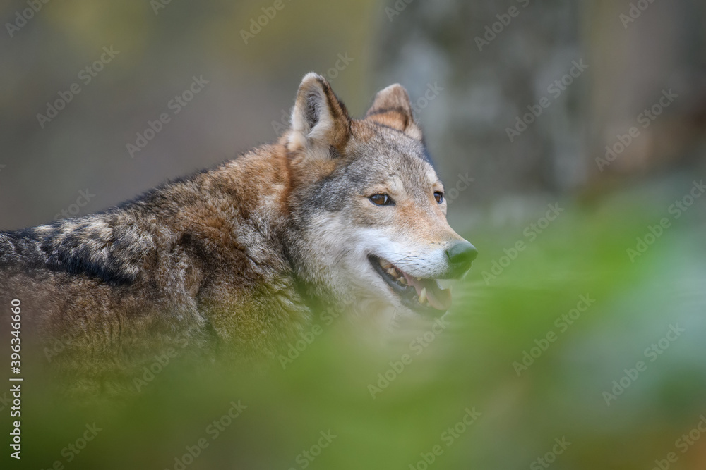 Obraz premium Close up wolf in autumn forest background