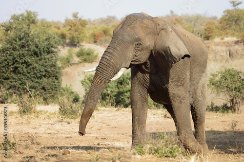 Afrikanischer Elefant   African elephant   Loxodonta africana