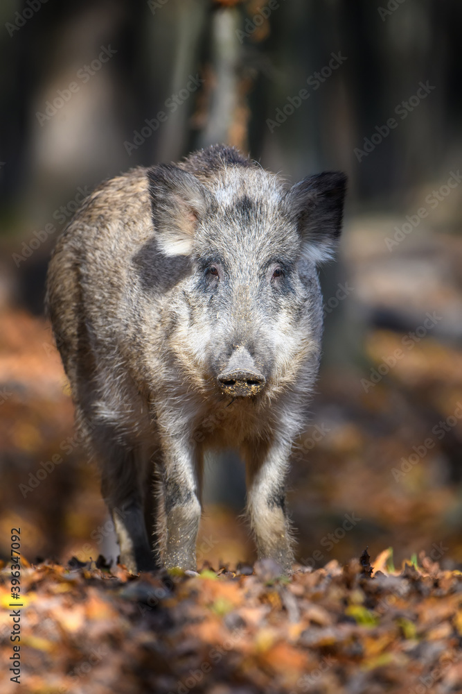 Portrait male Wild-boar in autumn forest Portrait male Wild-boar in autumn forest