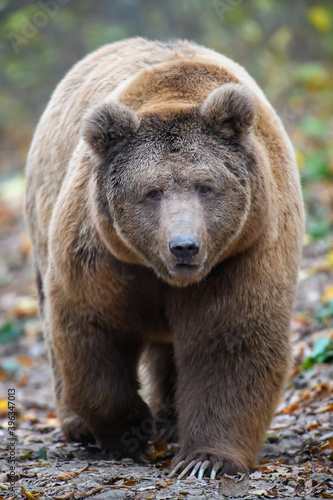 Close-up brown bear in autumn forest. Danger animal in nature habitat. Big mammal © byrdyak