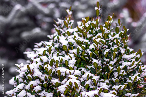 Snow covered bush with green leaves. First snow fell unexpectedly.