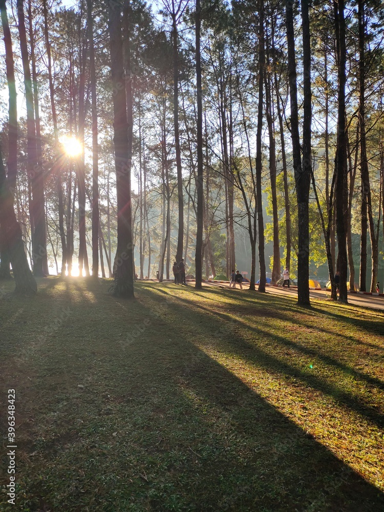 Fototapeta premium path in the forest