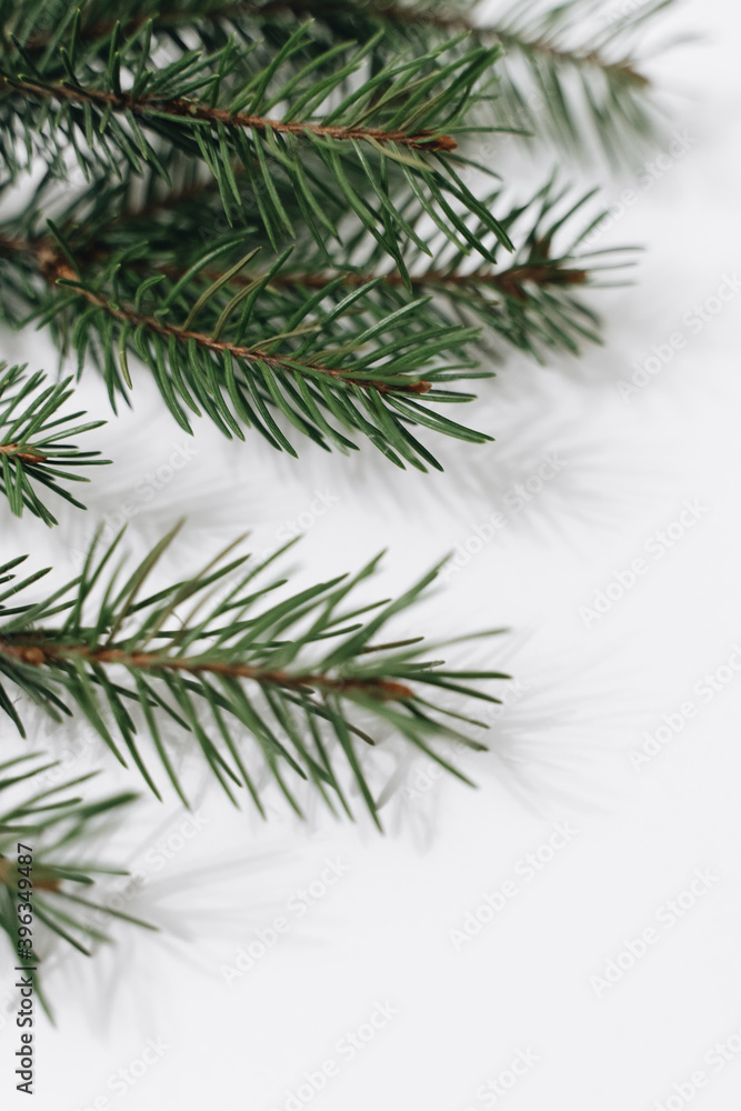 Close up of fir tree branch isolated on white, copy space