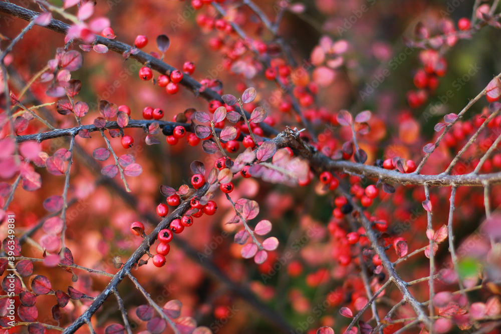 red berries on branches with red leaves red berries on branches with red leaves