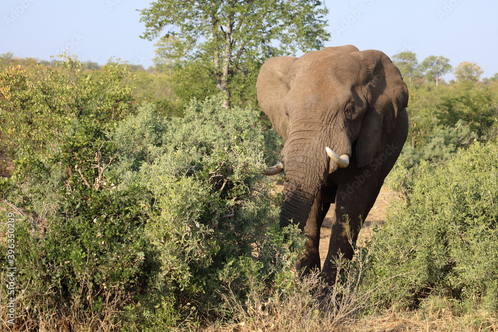 Fototapeta premium Afrikanischer Elefant / African elephant / Loxodonta africana