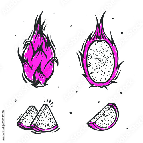 Dragon fruit. Exotic thailand fruit pitahaya in hand drawn style