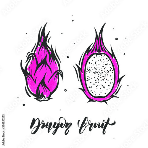 Vector Dragon fruit . Exotic thailand pitahaya fruit in doodle style