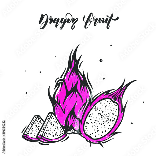 Vector Dragon fruit . Exotic thailand pitahaya fruit in doodle style